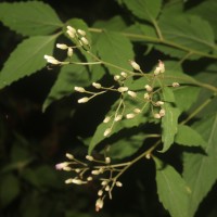 Cyanthillium hookerianum (Arn.) H.Rob.